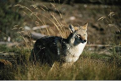 《街头霸王6》第二次封闭Beta测试现已开始